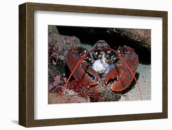 Homarus Gammarus.Lobster. Atlantic Ocean, Norway-Reinhard Dirscherl-Framed Photographic Print