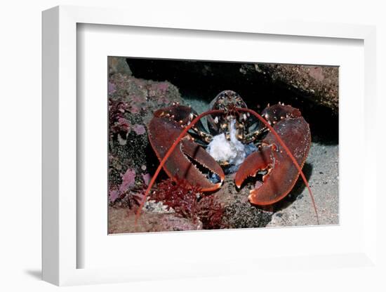 Homarus Gammarus.Lobster. Atlantic Ocean, Norway-Reinhard Dirscherl-Framed Photographic Print