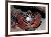 Homarus Gammarus.Lobster. Atlantic Ocean, Norway-Reinhard Dirscherl-Framed Photographic Print