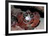 Homarus Gammarus.Lobster. Atlantic Ocean, Norway-Reinhard Dirscherl-Framed Photographic Print