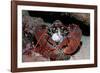 Homarus Gammarus.Lobster. Atlantic Ocean, Norway-Reinhard Dirscherl-Framed Photographic Print