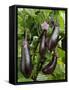 Home Grown Aubergines 'Money Makervariety' Ready for Picking, Growing in a Conservatory, UK-Gary Smith-Framed Stretched Canvas