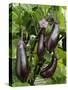 Home Grown Aubergines 'Money Makervariety' Ready for Picking, Growing in a Conservatory, UK-Gary Smith-Stretched Canvas