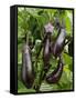 Home Grown Aubergines 'Money Makervariety' Ready for Picking, Growing in a Conservatory, UK-Gary Smith-Framed Stretched Canvas