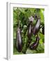 Home Grown Aubergines 'Money Makervariety' Ready for Picking, Growing in a Conservatory, UK-Gary Smith-Framed Photographic Print