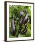 Home Grown Aubergines 'Money Makervariety' Ready for Picking, Growing in a Conservatory, UK-Gary Smith-Framed Photographic Print