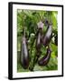 Home Grown Aubergines 'Money Makervariety' Ready for Picking, Growing in a Conservatory, UK-Gary Smith-Framed Photographic Print