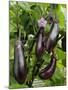 Home Grown Aubergines 'Money Makervariety' Ready for Picking, Growing in a Conservatory, UK-Gary Smith-Mounted Photographic Print
