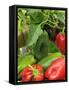 Home Grown Greenhouse Peppers 'Lany', Freshly Picked in Bowl, Ready for Kitchen, UK-Gary Smith-Framed Stretched Canvas