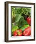 Home Grown Greenhouse Peppers 'Lany', Freshly Picked in Bowl, Ready for Kitchen, UK-Gary Smith-Framed Photographic Print