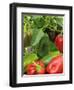 Home Grown Greenhouse Peppers 'Lany', Freshly Picked in Bowl, Ready for Kitchen, UK-Gary Smith-Framed Photographic Print