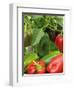 Home Grown Greenhouse Peppers 'Lany', Freshly Picked in Bowl, Ready for Kitchen, UK-Gary Smith-Framed Photographic Print