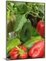 Home Grown Greenhouse Peppers 'Lany', Freshly Picked in Bowl, Ready for Kitchen, UK-Gary Smith-Mounted Photographic Print