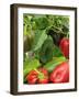 Home Grown Greenhouse Peppers 'Lany', Freshly Picked in Bowl, Ready for Kitchen, UK-Gary Smith-Framed Photographic Print