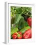 Home Grown Greenhouse Peppers 'Lany', Freshly Picked in Bowl, Ready for Kitchen, UK-Gary Smith-Framed Photographic Print