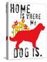 Home Is Where My Dog Is-Ginger Oliphant-Stretched Canvas