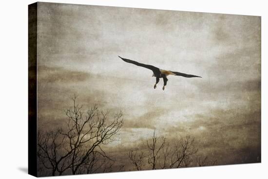 Home Safely Bald Eagle-Jai Johnson-Stretched Canvas