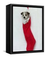 Homeless Puppy, December 2002-null-Framed Stretched Canvas
