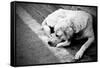 Homeless Stray Dog-Zoom-zoom-Framed Stretched Canvas