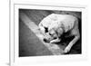 Homeless Stray Dog-Zoom-zoom-Framed Photographic Print