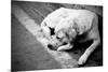 Homeless Stray Dog-Zoom-zoom-Mounted Photographic Print