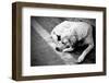 Homeless Stray Dog-Zoom-zoom-Framed Photographic Print