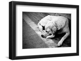 Homeless Stray Dog-Zoom-zoom-Framed Photographic Print