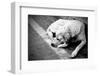 Homeless Stray Dog-Zoom-zoom-Framed Photographic Print