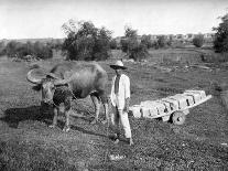 Native Cart in Manila, Philippines, 1908-1909-Homer L Knight-Laminated Giclee Print