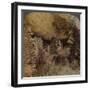 'Homes of a Vanished Race - Cliff Dwellings in Walnut Canyon, Arizona', 1903-Elmer Underwood-Framed Photographic Print