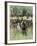 Homesteaders' Charge at the Start Signal, Western Oklahoma Land Rush, 1891-null-Framed Giclee Print