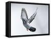 Homing Pigeon in Flight-null-Framed Stretched Canvas