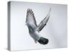 Homing Pigeon in Flight-null-Stretched Canvas