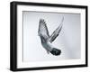 Homing Pigeon in Flight-null-Framed Photographic Print