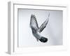 Homing Pigeon in Flight-null-Framed Photographic Print