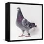 Homing Pigeon in Studio-null-Framed Stretched Canvas