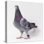 Homing Pigeon in Studio-null-Stretched Canvas