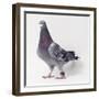 Homing Pigeon in Studio-null-Framed Photographic Print