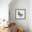 Homing Pigeon in Studio-null-Framed Photographic Print displayed on a wall
