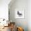 Homing Pigeon in Studio-null-Framed Photographic Print displayed on a wall