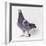 Homing Pigeon in Studio-null-Framed Photographic Print