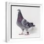 Homing Pigeon in Studio-null-Framed Photographic Print