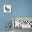 Homing Pigeon in Studio-null-Mounted Photographic Print displayed on a wall