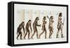 Hominid Evolution Through Time-null-Framed Stretched Canvas