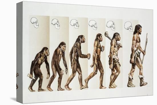 Hominid Evolution Through Time-null-Stretched Canvas