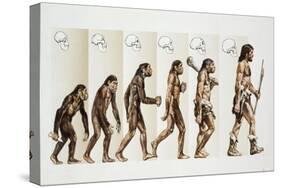Hominid Evolution Through Time-null-Stretched Canvas