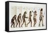 Hominid Evolution Through Time-null-Framed Stretched Canvas