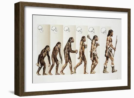 Hominid Evolution Through Time-null-Framed Giclee Print