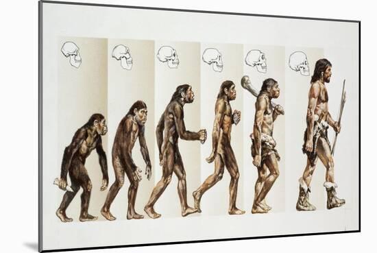 Hominid Evolution Through Time-null-Mounted Giclee Print