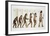 Hominid Evolution Through Time-null-Framed Giclee Print